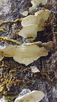 Trametes ochracea image