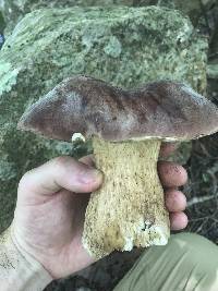 Tylopilus rubrobrunneus image