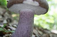 Tylopilus plumbeoviolaceus image