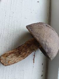 Retiboletus griseus image