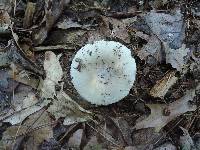 Russula modesta image