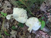 Russula vinacea image