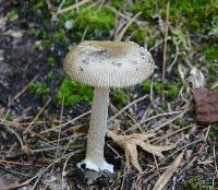 Amanita rhacopus image