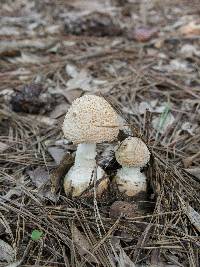 Amanita daucipes image