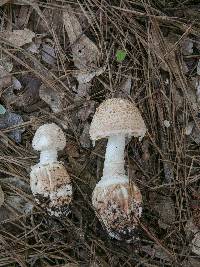 Amanita daucipes image