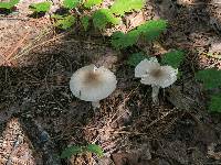 Amanita spreta image