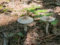 Amanita spreta image