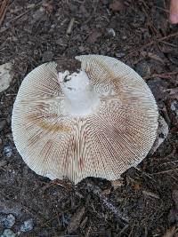 Russula compacta image