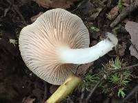 Crepidotus nyssicola image