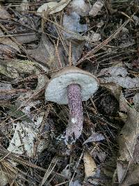 Tylopilus plumbeoviolaceus image