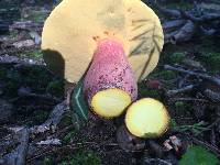 Boletus pallidoroseus image