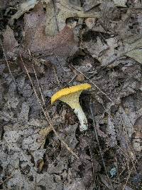 Cantharellus septentrionalis image