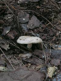 Lactarius chrysorrheus image