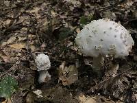 Amanita maryaliceae image