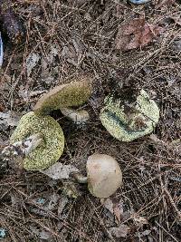 Boletus pallidus image