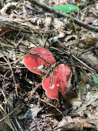 Boletus roodyi image