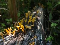 Dacryopinax spathularia image