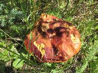 Boletus rubriceps image