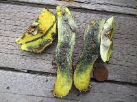 Lanmaoa pseudosensibilis image