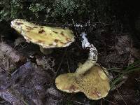 Suillus americanus image