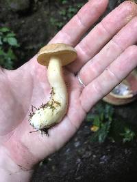 Aureoboletus auriporus image