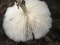 Megacollybia rodmanii image