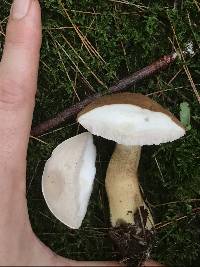 Tylopilus felleus image