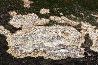 Fuscocerrena portoricensis image