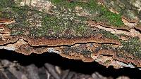 Fuscocerrena portoricensis image