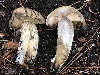 Retiboletus griseus image