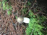 Retiboletus griseus image
