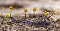 Physarum viride var. viride image