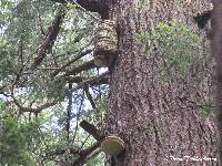 Fomitopsis officinalis image