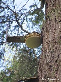 Fomitopsis officinalis image