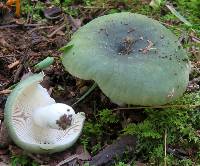 Russula subgraminicolor image