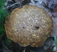 Xanthoconium affine image