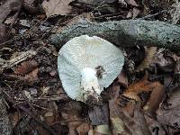 Russula flavisiccans image