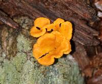 Cantharellus ignicolor image