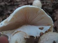 Amanita canescens image