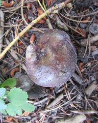 Russula xerampelina image