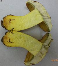 Lanmaoa pallidorosea image
