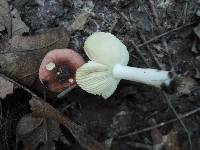 Russula fragilis image