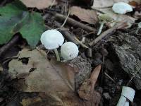 Entoloma sericellum image