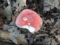 Russula fucosa image