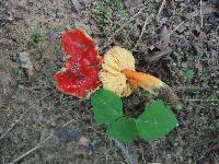 Hygrocybe acutoconica image