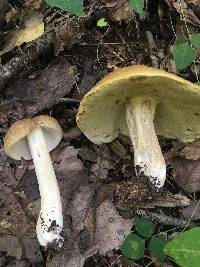 Boletus gertrudiae image