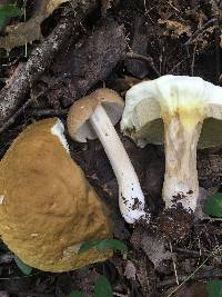 Boletus gertrudiae image