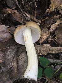 Boletus gertrudiae image