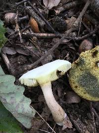 Boletus pallidus image