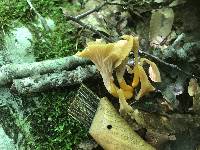 Cantharellus ignicolor image